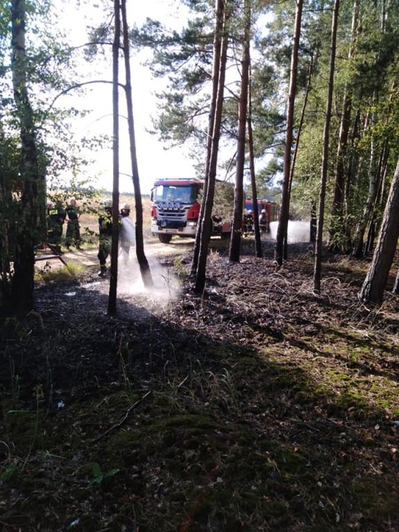 Ogień w lesie w Jeżewie