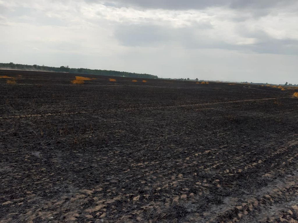 Pożar zboża na pniu w Jadwigowie