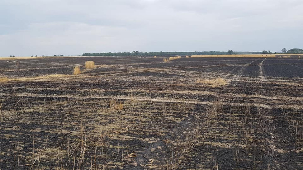Pożar zboża na pniu w Jadwigowie