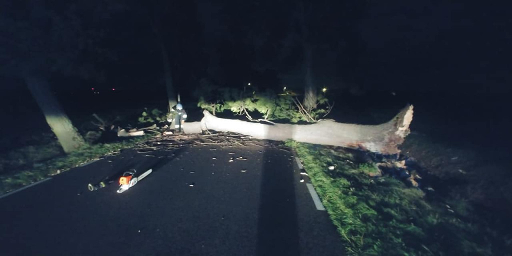 Powalone drzewo w Pawłowicach