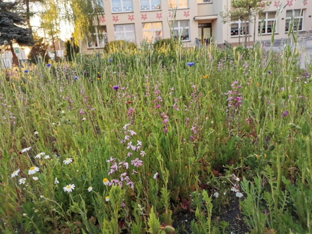 Łąka kwietna przed Zespołem Szkół nr 4 w Jarocinie