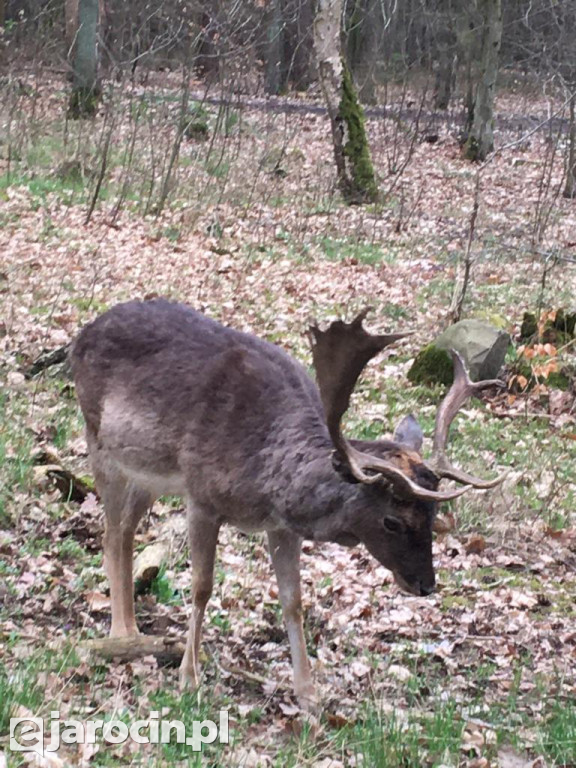 Zaskakujące spotkanie człowieka z naturą