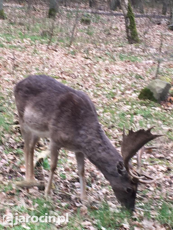 Zaskakujące spotkanie człowieka z naturą