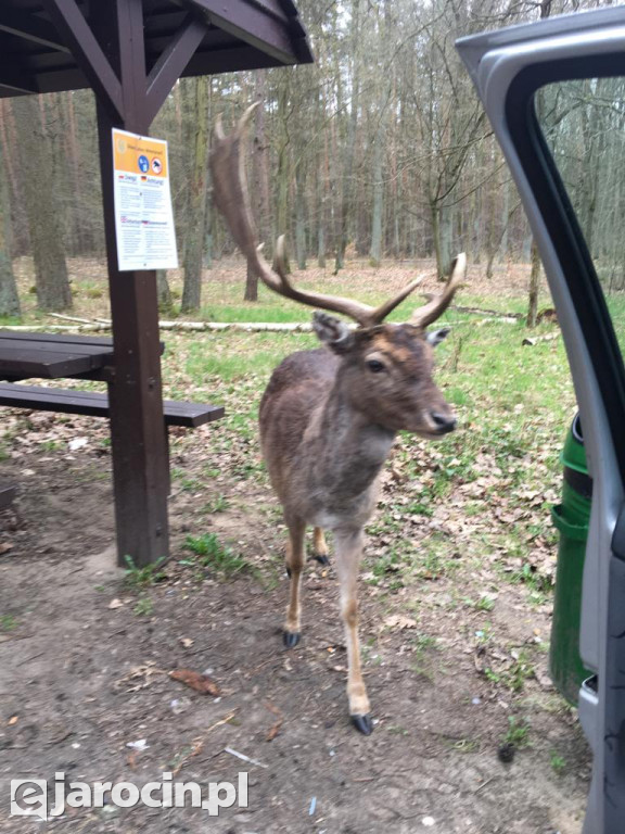 Zaskakujące spotkanie człowieka z naturą