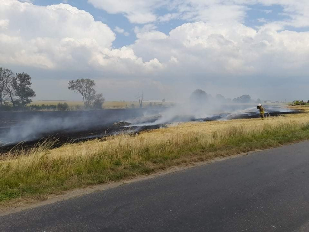 Pożar i niebezpieczne owady w Witaszycach