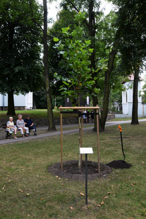 150. urodziny dyrygenta Barwickiego