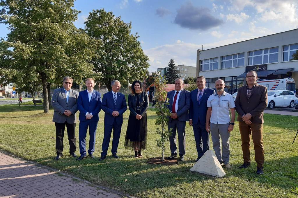 Dąb Jarocina w Opocznie