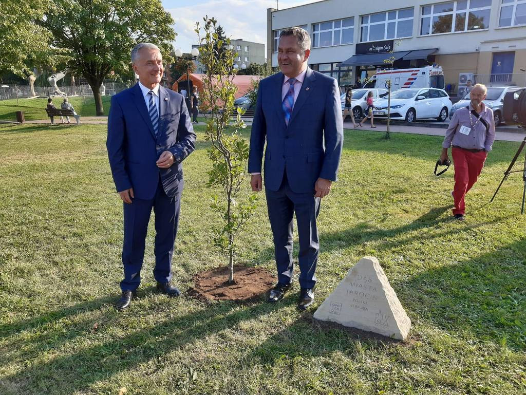 Dąb Jarocina w Opocznie