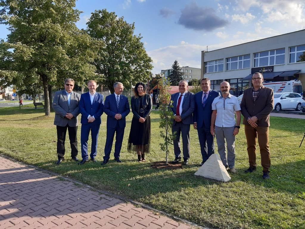 Dąb Jarocina w Opocznie