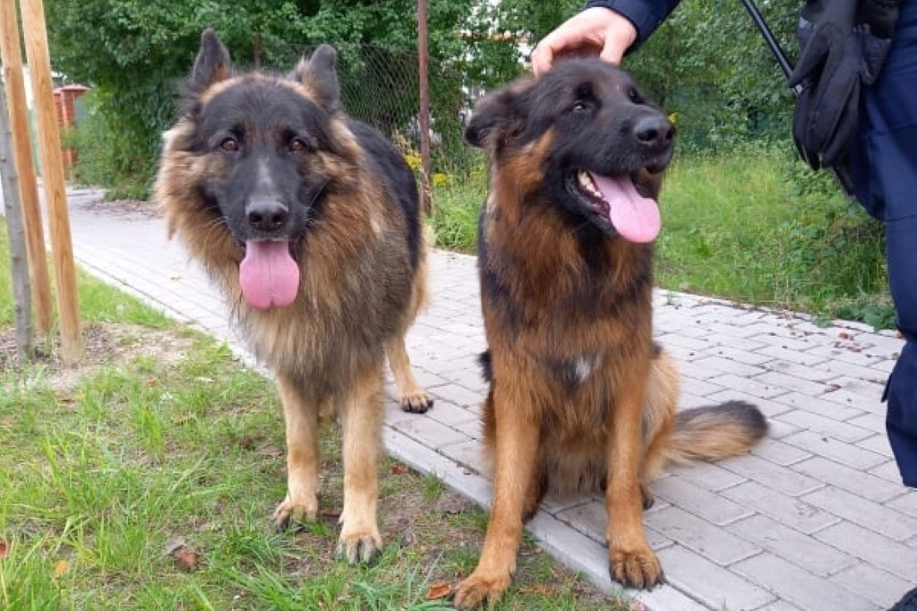 Nietypowa interwencja jarocińskich policjantów