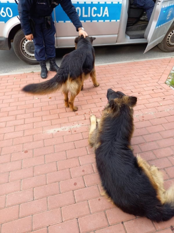 Nietypowa interwencja jarocińskich policjantów