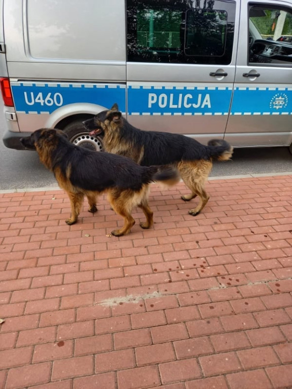 Nietypowa interwencja jarocińskich policjantów
