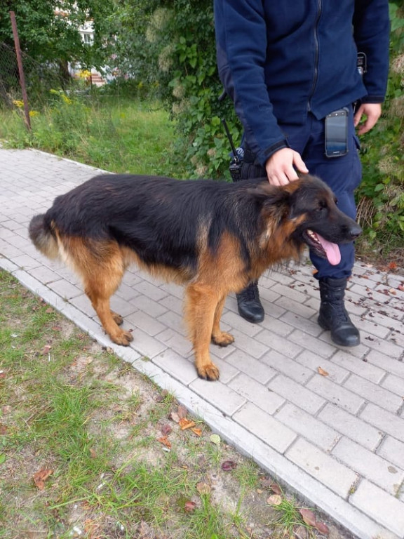 Nietypowa interwencja jarocińskich policjantów