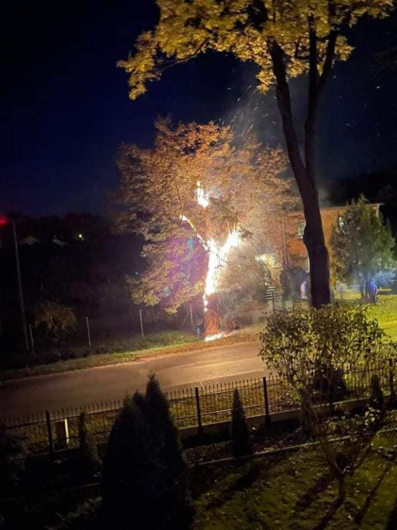 Tarce. Drzewo w płomieniach