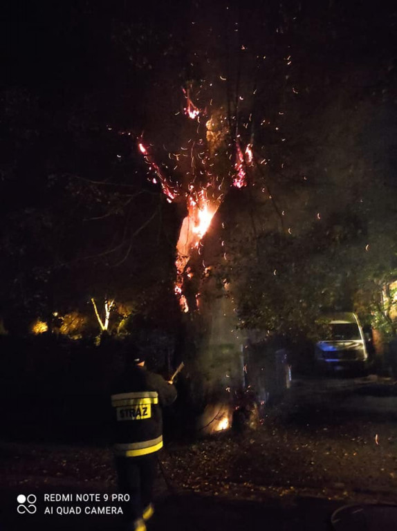 Tarce. Drzewo w płomieniach