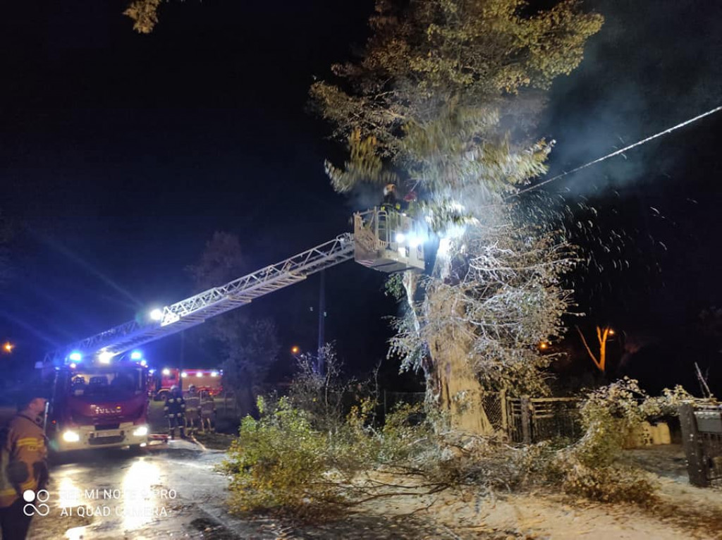 Tarce. Drzewo w płomieniach