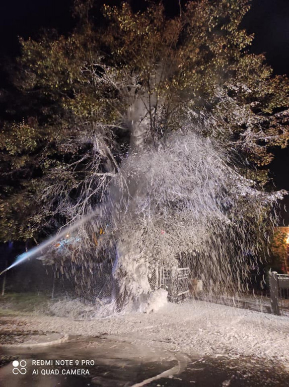 Tarce. Drzewo w płomieniach