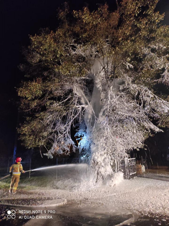 Tarce. Drzewo w płomieniach