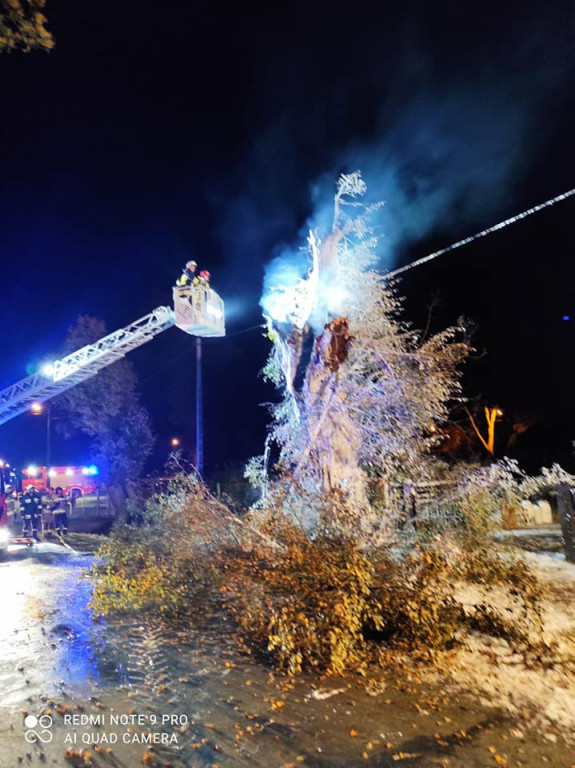 Tarce. Drzewo w płomieniach