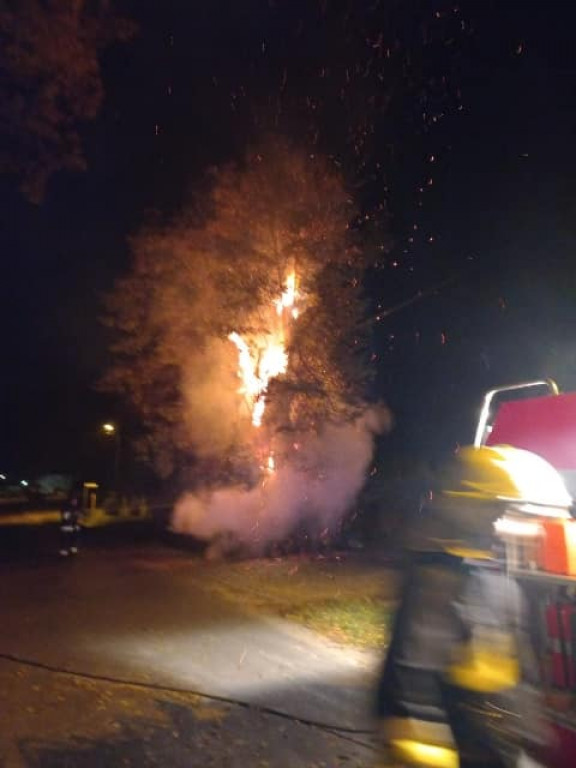 Tarce. Drzewo w płomieniach