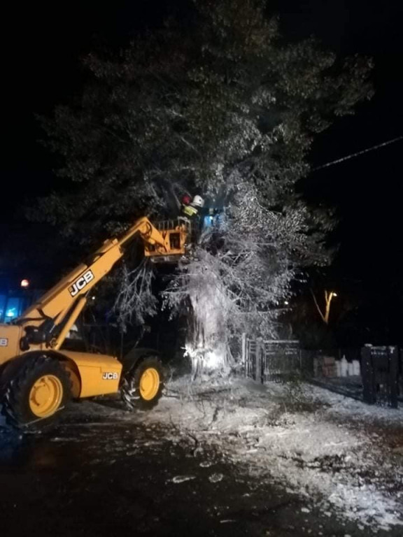 Tarce. Drzewo w płomieniach