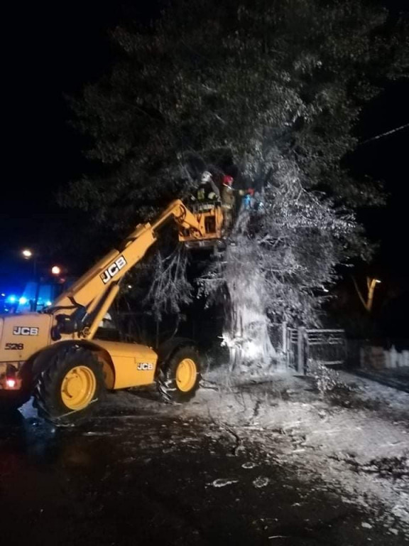 Tarce. Drzewo w płomieniach