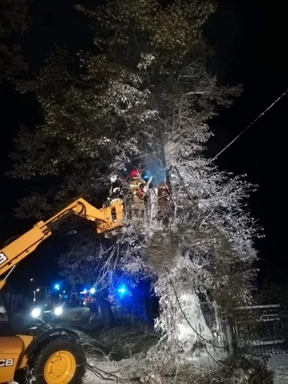 Tarce. Drzewo w płomieniach