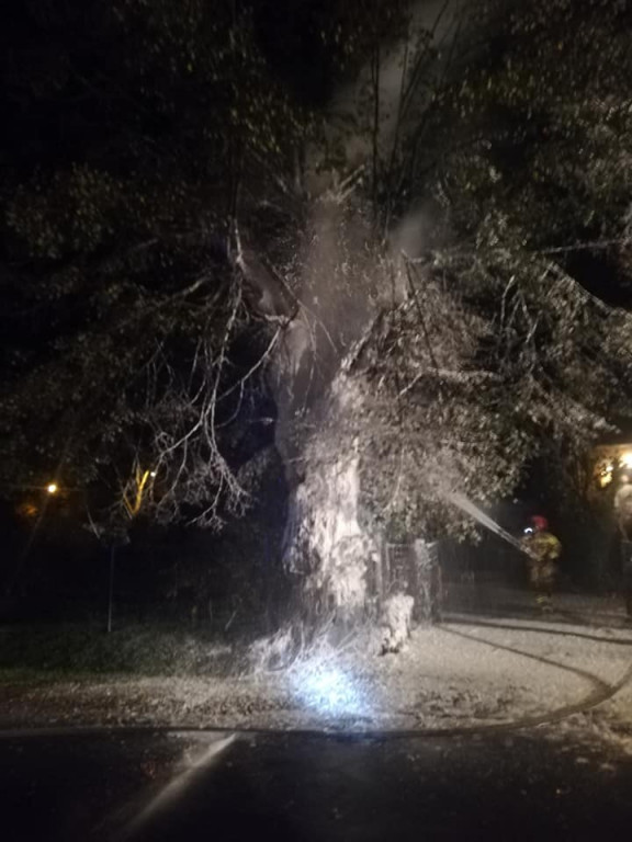 Tarce. Drzewo w płomieniach