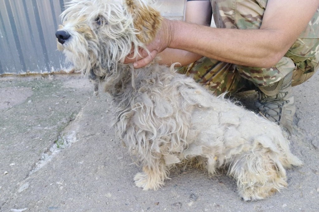 Mieszkanka Jaraczewa z aktem oskarżenia o znęcanie się nad psami