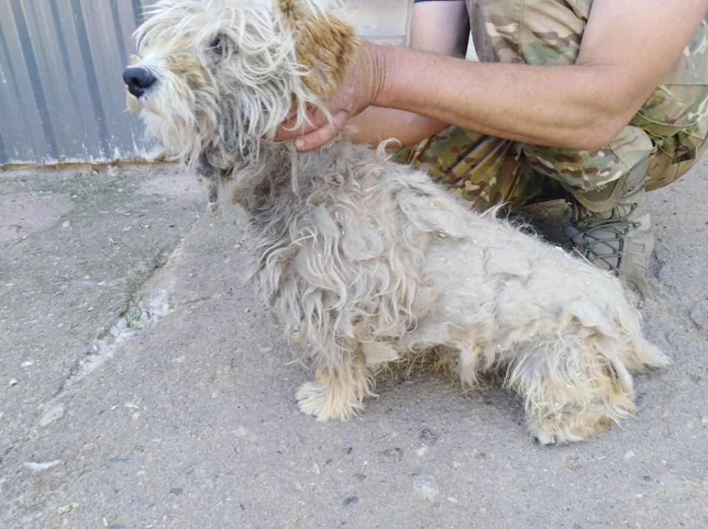 Mieszkanka Jaraczewa z aktem oskarżenia o znęcanie się nad psami