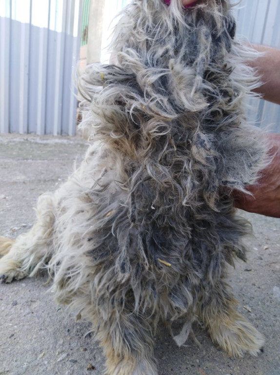 Mieszkanka Jaraczewa z aktem oskarżenia o znęcanie się nad psami