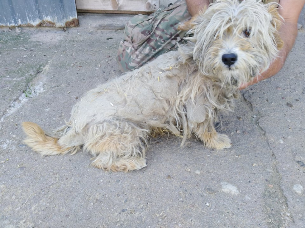 Mieszkanka Jaraczewa z aktem oskarżenia o znęcanie się nad psami