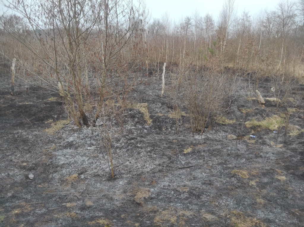 Plaga pożarów traw w powiecie jarocińskim