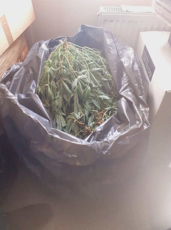 Plantacja marihuany w piwnicy