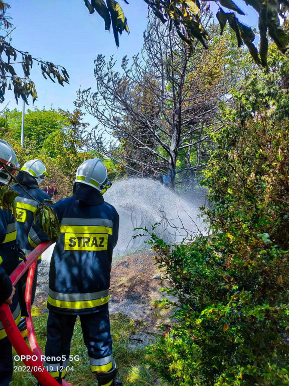 Pożary traw w Siedleminie i Jarocinie