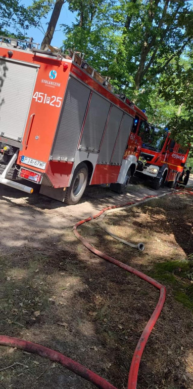 Pożar lasu w Ludwinowie