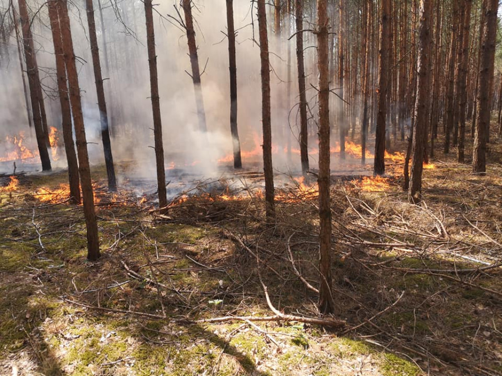 Dwa dni. Dwa pożary w lasach na terenie gminy Jarocin