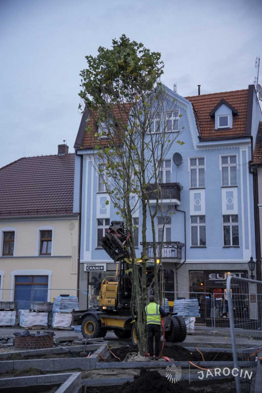Centrum Jarocina z okazałymi platanami