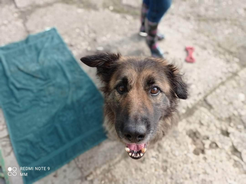 Znęcała się nad psem. Usłyszała zarzuty