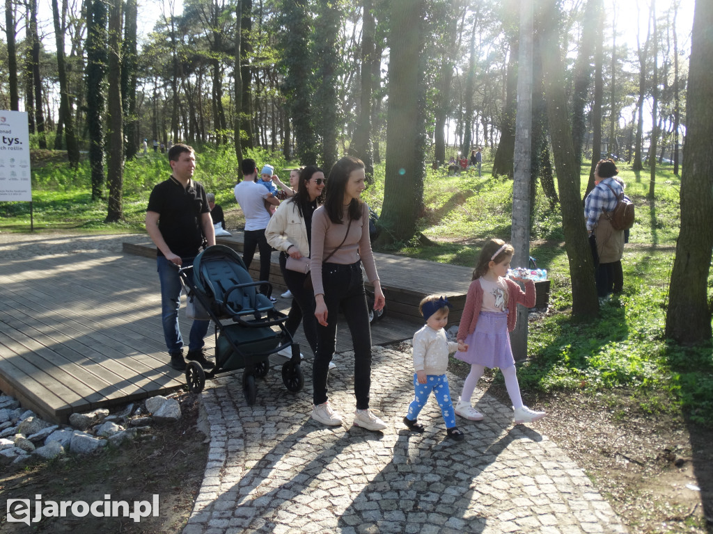 Pierwsze ze 10.000 drzew w Jarocinie zasadzone