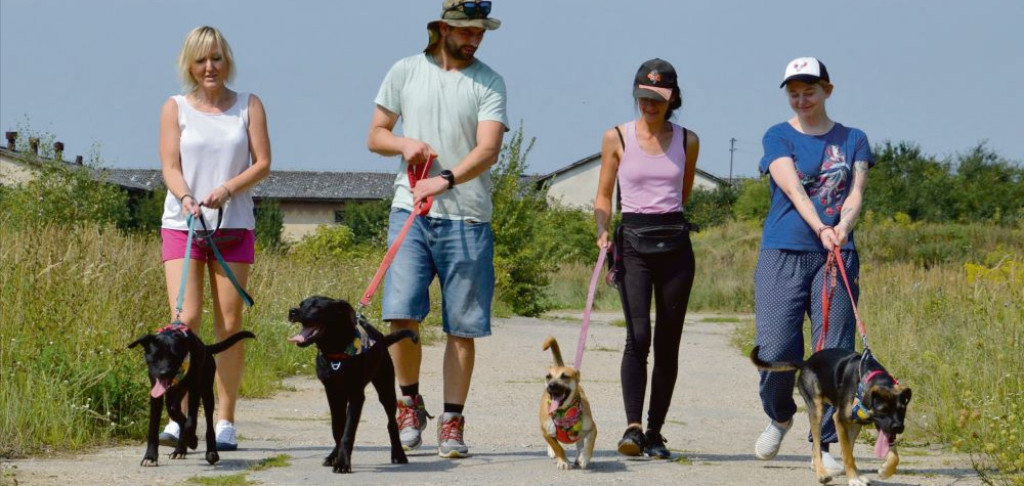 Remont w schronisku dla zwierząt jeszcze w tym roku