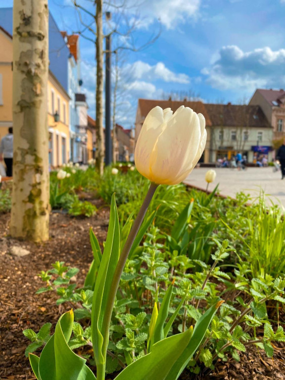 Wiosenny jarociński rynek