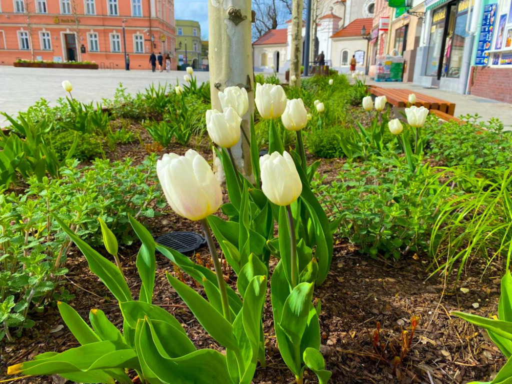Wiosenny jarociński rynek