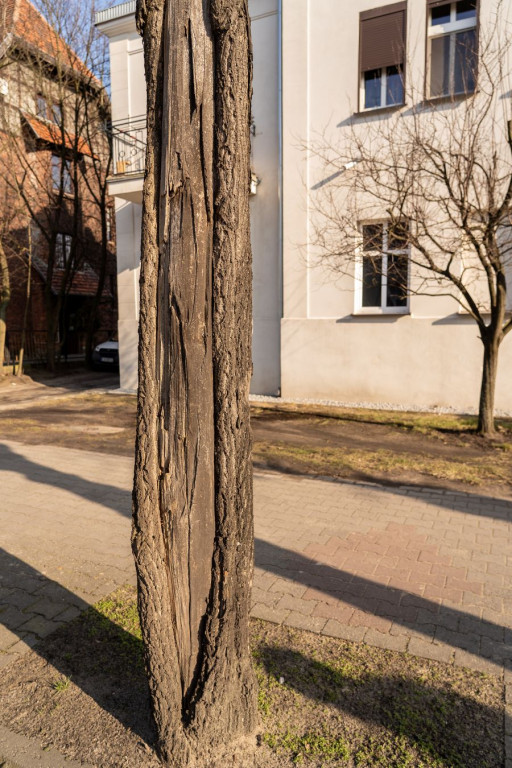 Chore drzewa zostaną usunięte