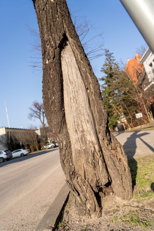 Chore drzewa zostaną usunięte