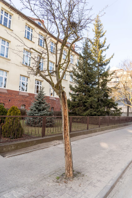 Chore drzewa zostaną usunięte