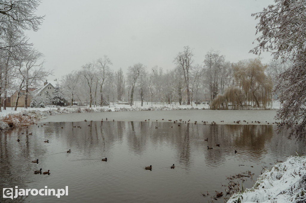Park Radolińskich w zimowe odsłonie