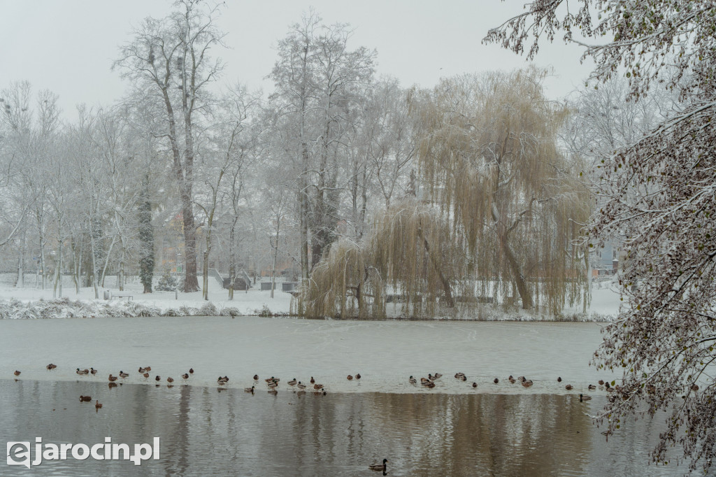 Park Radolińskich w zimowe odsłonie