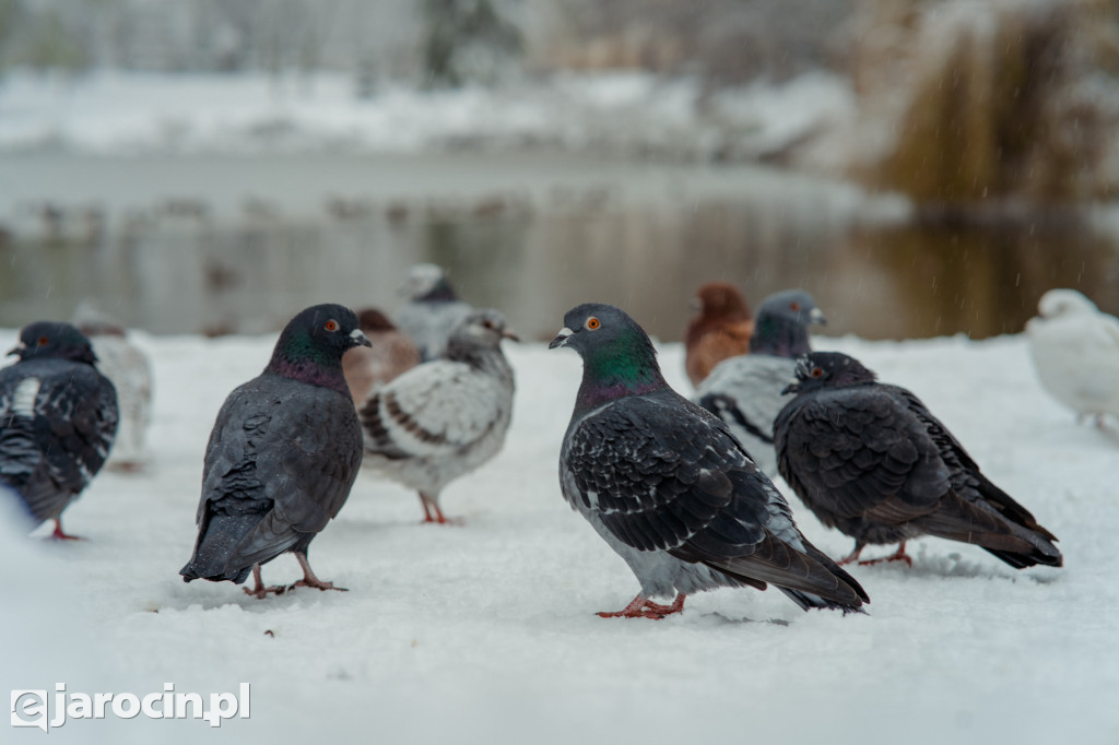 Park Radolińskich w zimowe odsłonie