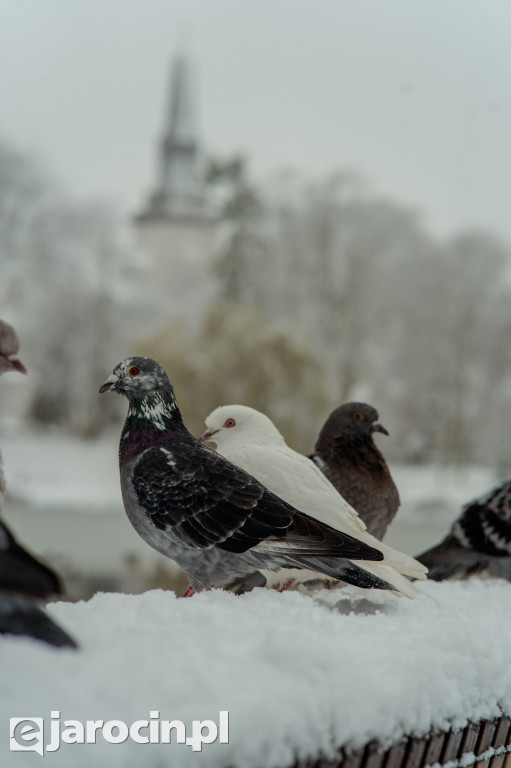 Park Radolińskich w zimowe odsłonie